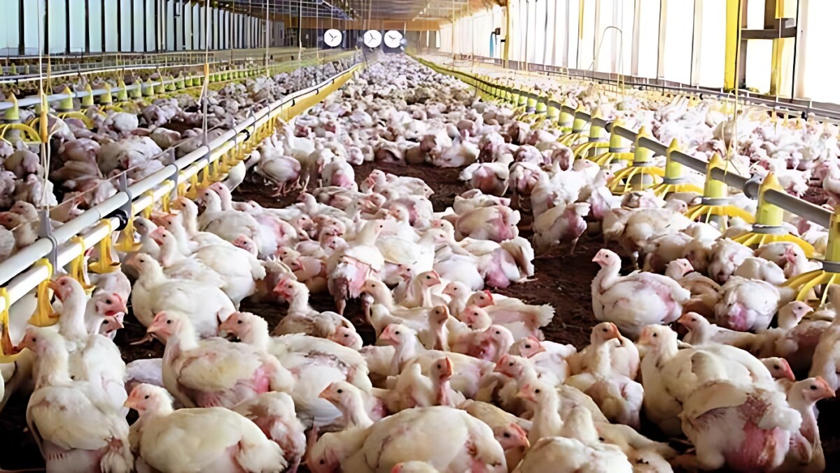 Productores alertan por la granja tres arroyos crisis avicola y la falta de alimento.