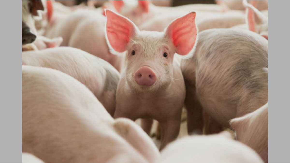 Producción porcina argentina y aumento de las importaciones de carne desde Brasil