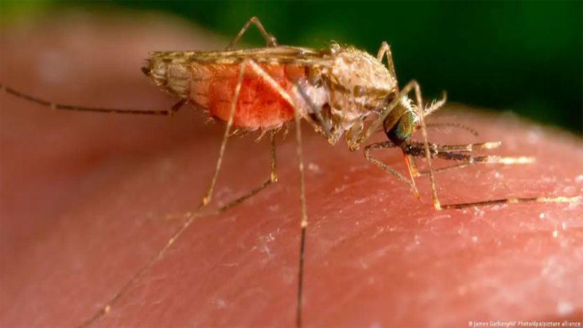 Malaria aeroportuaria: mosquito anófeles y casos en Fráncfort
