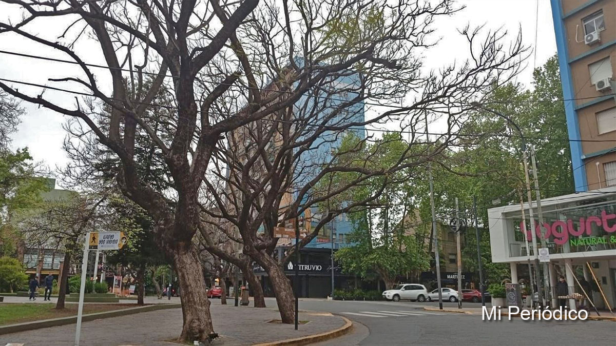 Estado del tiempo en CABA: esquina de Av. Wernicke y Los Jacarandaes con cielo cubierto