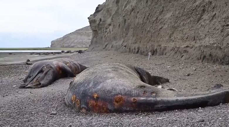 Ballenas en Península Valdés: cría de ballena franca austral muerta